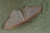 Idaea humiliata
