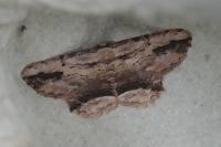 Menophra abruptaria