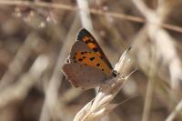 Lycaena phlaeas