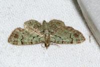 Pasiphila rectangulata