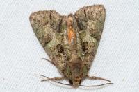 Polyphaenis sericata