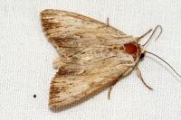 Apamea lithoxylaea