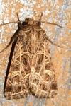 Sideridis reticulata
