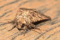 Sideridis reticulata