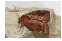 Cosmia pyralina