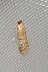 Pempeliella ornatella