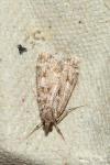 Eudonia pallida