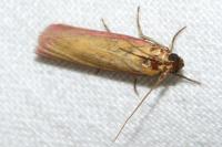 Oncocera semirubella