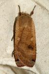 Noctua pronuba