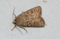 Caradrina clavipalpis