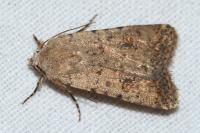 Caradrina clavipalpis
