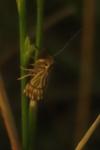 Chrysocrambus linetella