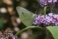 Pieris rapae