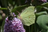 Gonepteryx rhamni