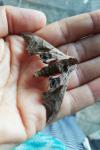 Smerinthus ocellatus