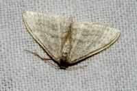 Idaea subsericeata