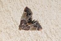 Pyralis farinalis
