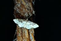 Idaea rusticata