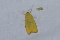 Cybosia mesomella