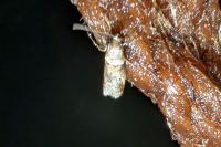 Acrobasis consociella