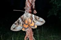 Catocala fulminea