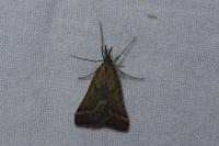 Synaphe punctalis