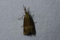 Chrysocrambus linetella