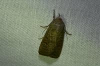 Hoplodrina ambigua