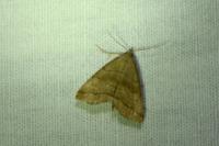 Herminia tarsicrinalis
