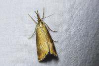 Chrysocrambus linetella