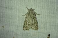 Acronicta aceris