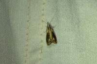 Catoptria verellus