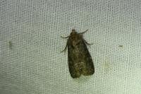 Oligia