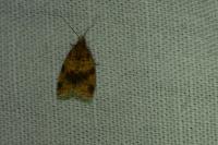 Epagoge grotiana