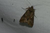 Autographa gamma