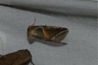 Habrosyne pyritoides