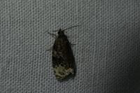 Apotomis capreana