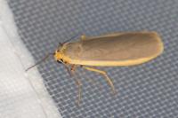 Manulea complana