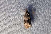 Celypha lacunana