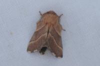 Malacosoma neustria