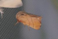 Malacosoma neustria