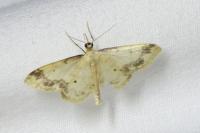 Idaea trigeminata