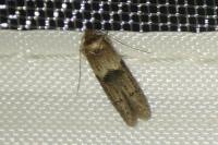 Blastobasis glandulella