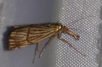 Chrysocrambus linetella