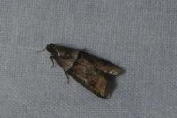 Acrobasis repandana