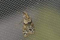 Eudonia mercurella