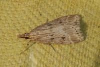 Eudonia pallida