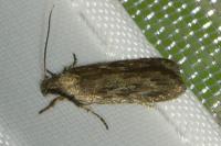 Depressaria daucella