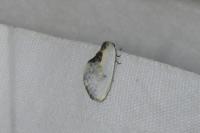 Cilix glaucata