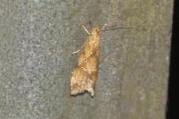 Brachmia blandella